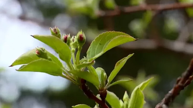 Сотрудники ГИБДД посадили деревья, в память о коллегах, погибших при исполнении служебного долга