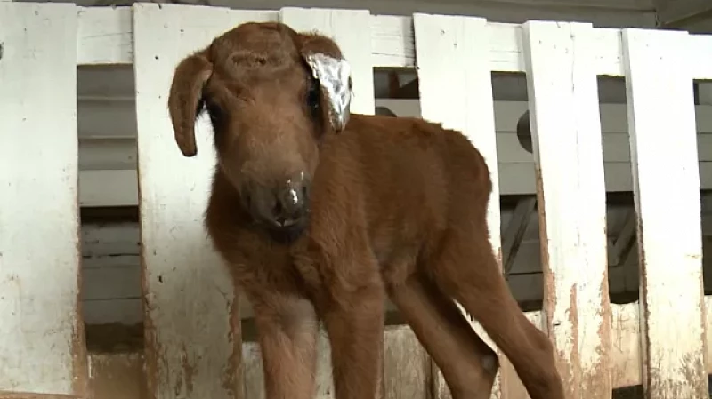 Свердловчане спасают животных, которые пострадали при пожарах