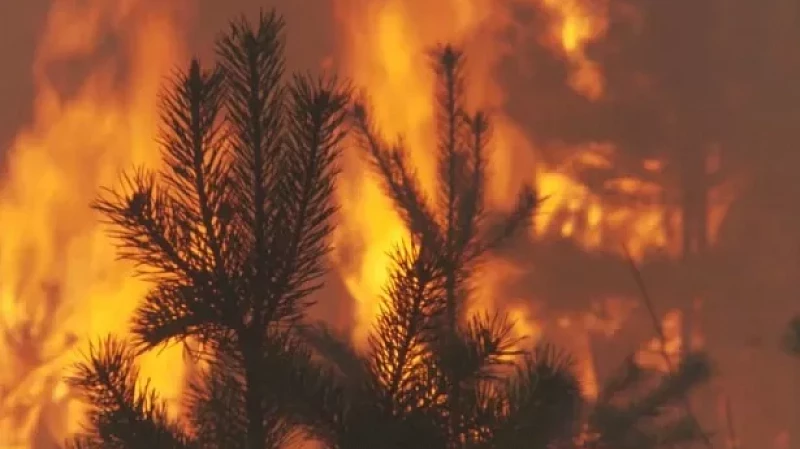 Больше 6000 волонтёров помогают тушить лесные пожары в Свердловской области