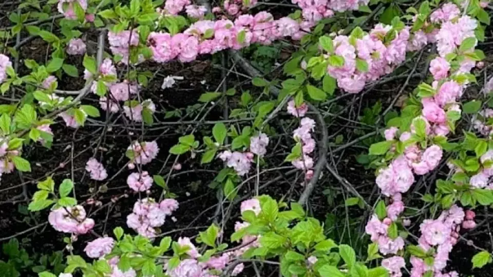 В Челябинске зацвела сакура