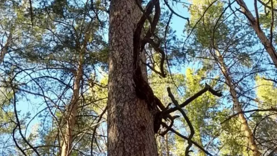 357-летняя Карагайская лиственница претендует на звание главного дерева страны