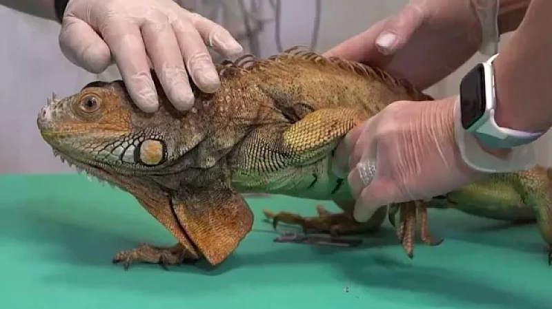 «Тружусь и горжусь». Профессия: ветеринар