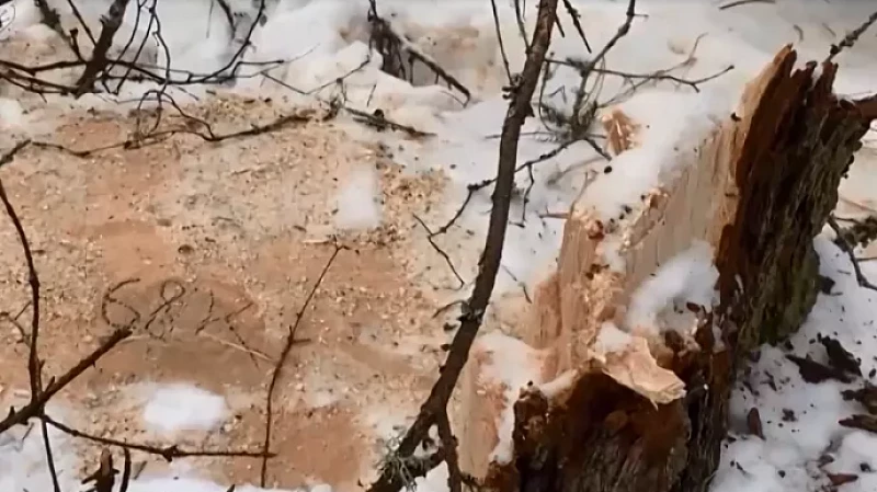 Уральцу грозит до 7 лет лишения свободы за рубку особо ценных пород деревьев