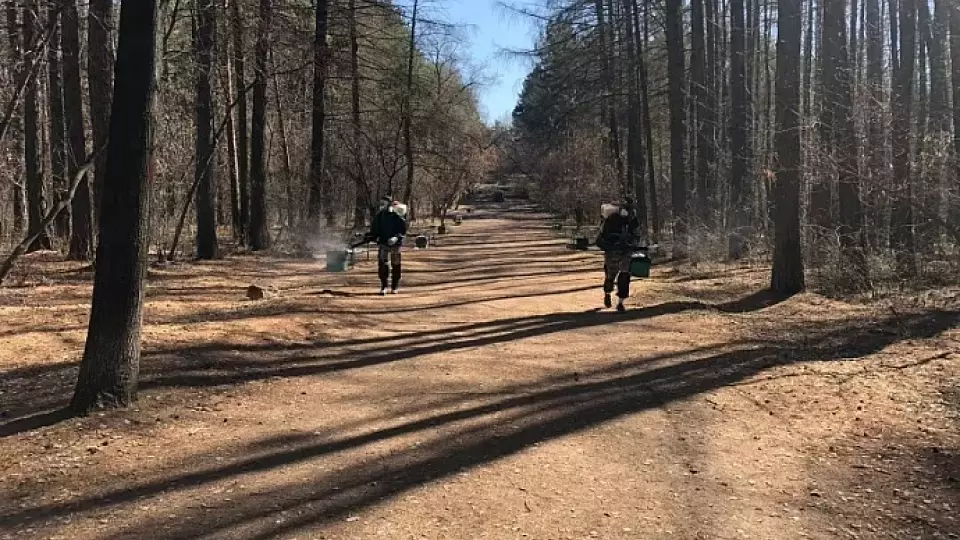В Свердловской области начали обработку лесных и природных парков от клещей
