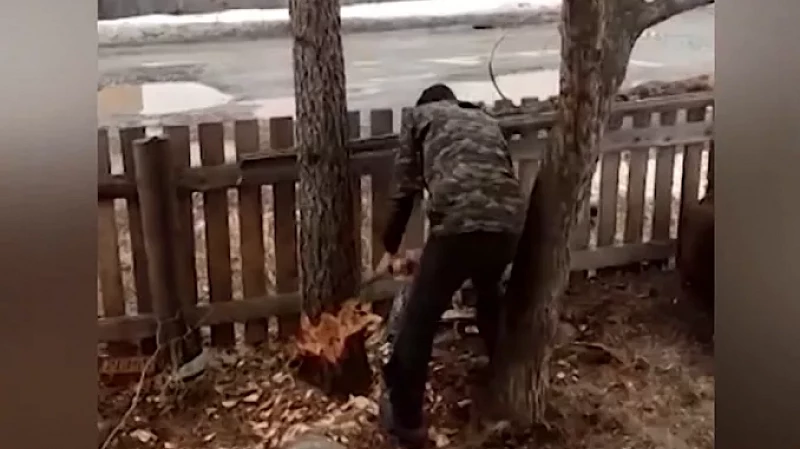 Мужчине грозит 7 лет лишения свободы за расправу над липами и лиственницами