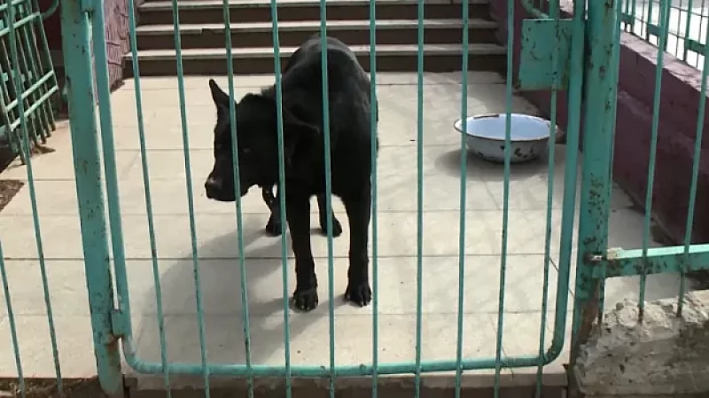 Сосед с чёрным псом держит в страхе жителей частного сектора