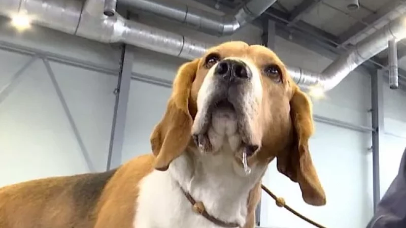 Лучший хвостатый: в Екатеринбурге состоялась Всероссийская выставка собак