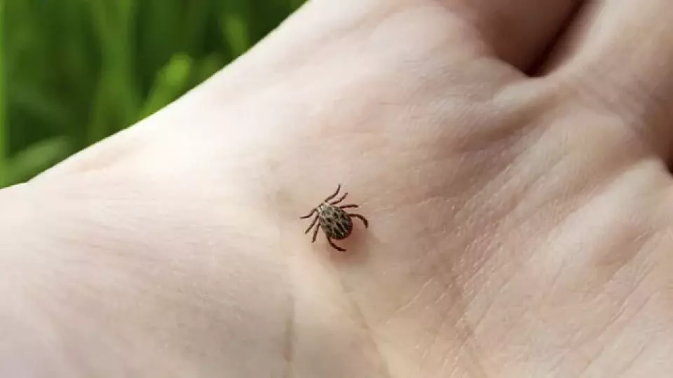 Как защитить себя от клещей? Советы терапевта