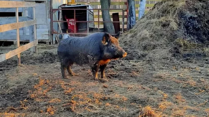 Дикий кабан Трамп нашел приют у южноуральской семьи