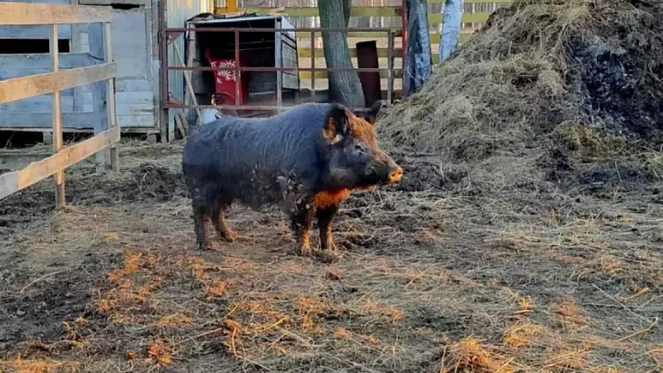 Дикий кабан Трамп нашел приют у южноуральской семьи