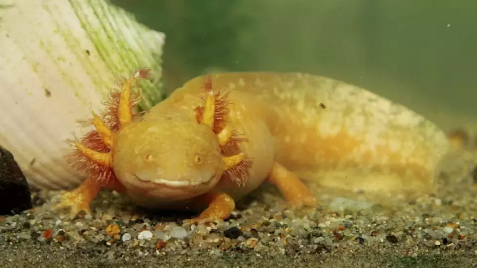 Аксолотль способен регенерировать внутренние органы и мозг, но жить может только в воде определенной температуры