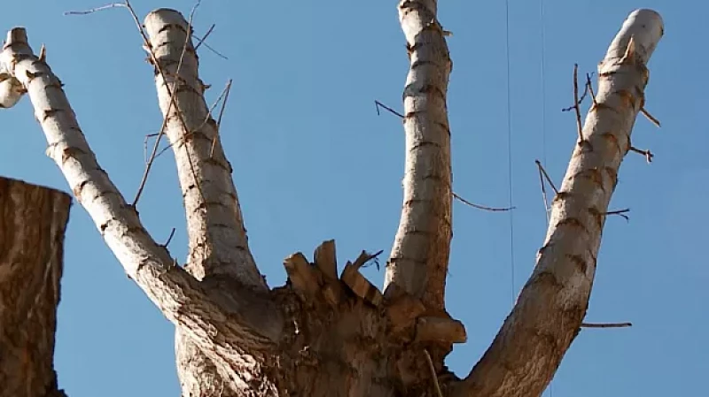 Польза или вред? В столице Урала приняли решение отказаться от кронирования тополей