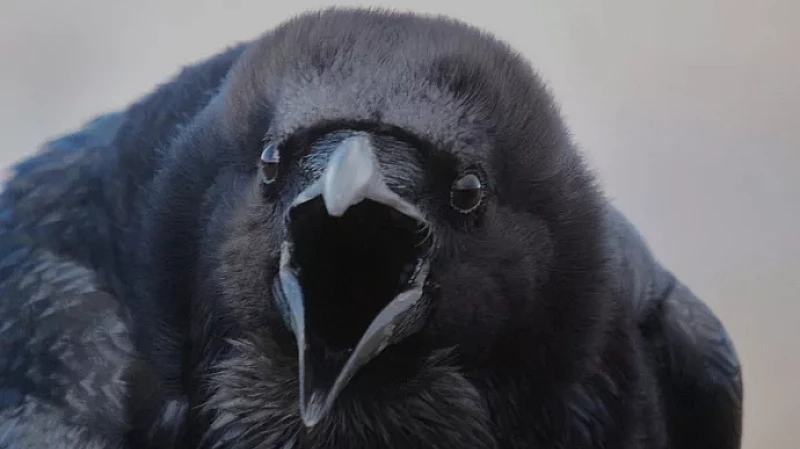 Вороны напали на детей из детского сада