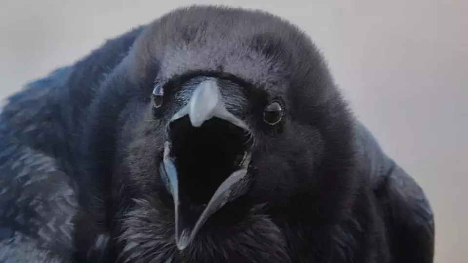 Вороны напали на детей из детского сада