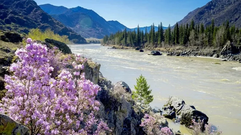 Справляемся с весенней аллергией