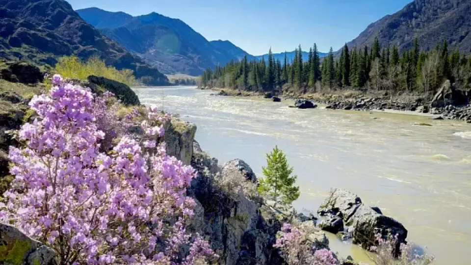 Справляемся с весенней аллергией