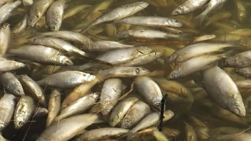 На реке Арамилке произошёл массовый мор рыбы