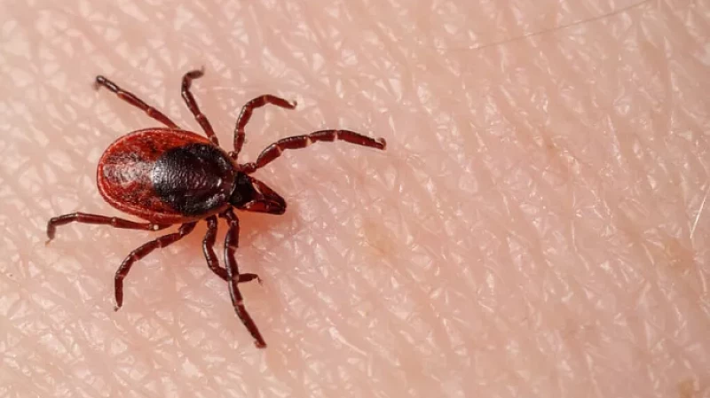 Врач рассказал, что нужно делать при укусе клеща