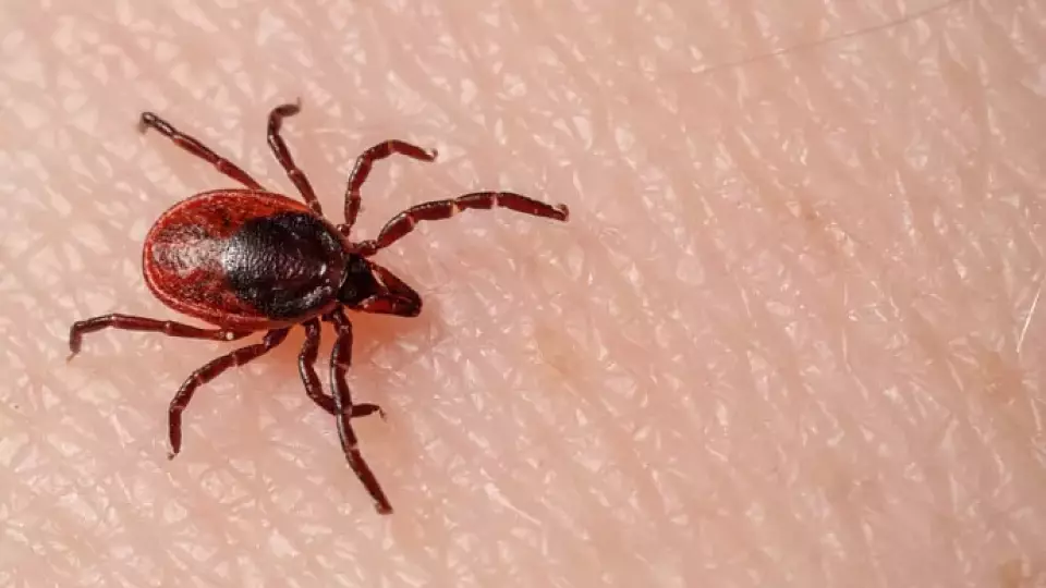 Врач рассказал, что нужно делать при укусе клеща
