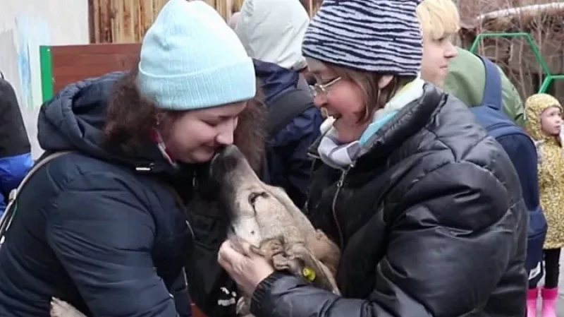 Сотрудники единственного муниципального приюта для бездомных животных бьют тревогу