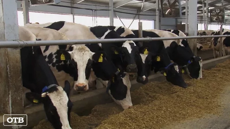 Как правильно кормить корову, чтобы молоко было качественным?