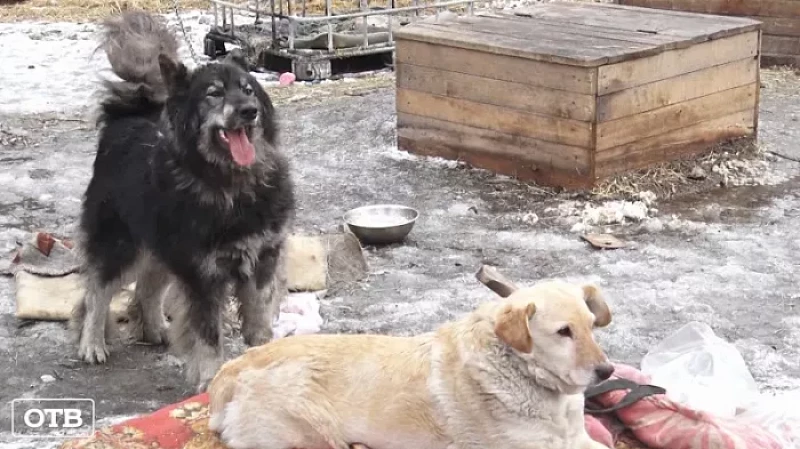 Десятки собак и кошек сгорели заживо при пожаре в Екатеринбурге