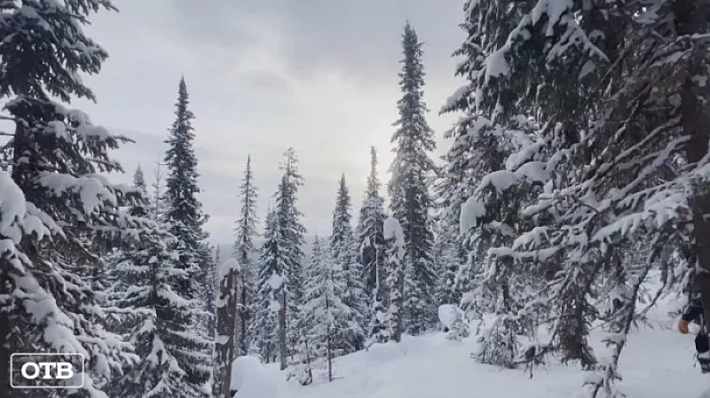 В заповеднике «Денежкин камень» завершили зимнюю перепись диких животных