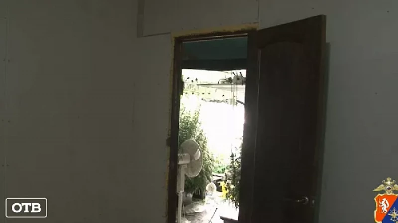 В Заречном на территории СНТ обнаружена плантация марихуаны