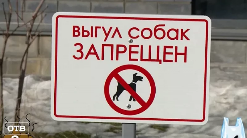 Собачий беспредел: Екатеринбург утопает в фекалиях домашних питомцев