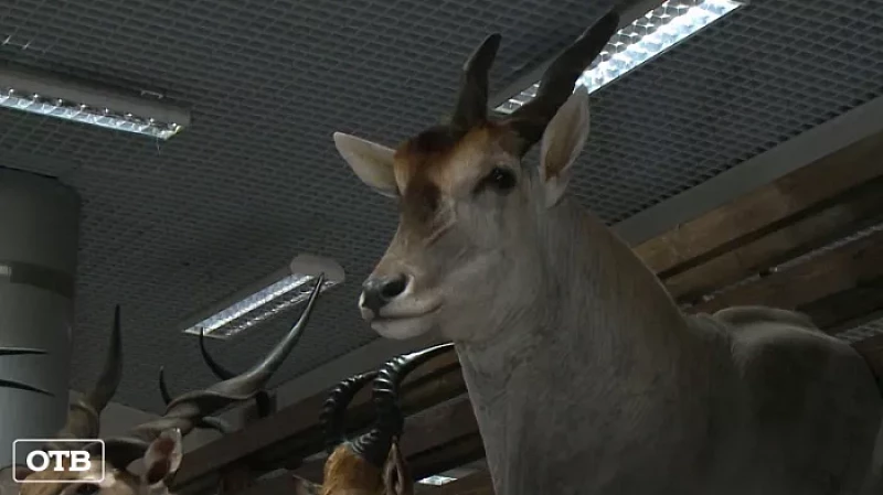 Чучела животных на выставке в Екатеринбурге шокировали общественницу