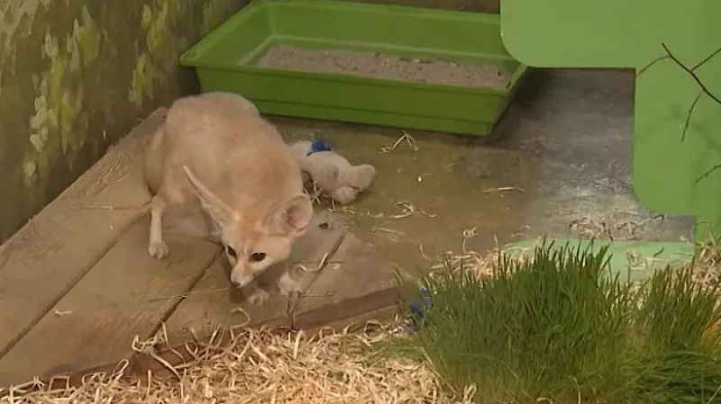 Главной мисс Екатеринбургского зоопарка стала лиса Ария