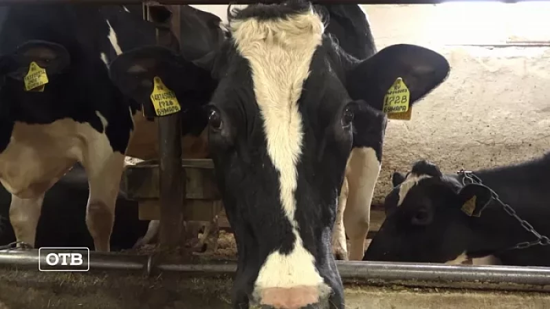 В Екатеринбурге чествовали лучших свердловских животноводов