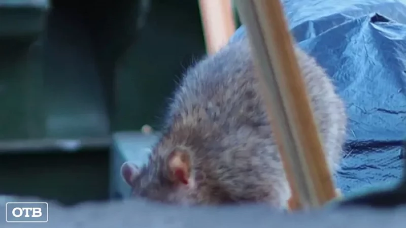 Крысы погрызли автомобиль: отряды грызунов терроризируют жилой двор на Втузгородке