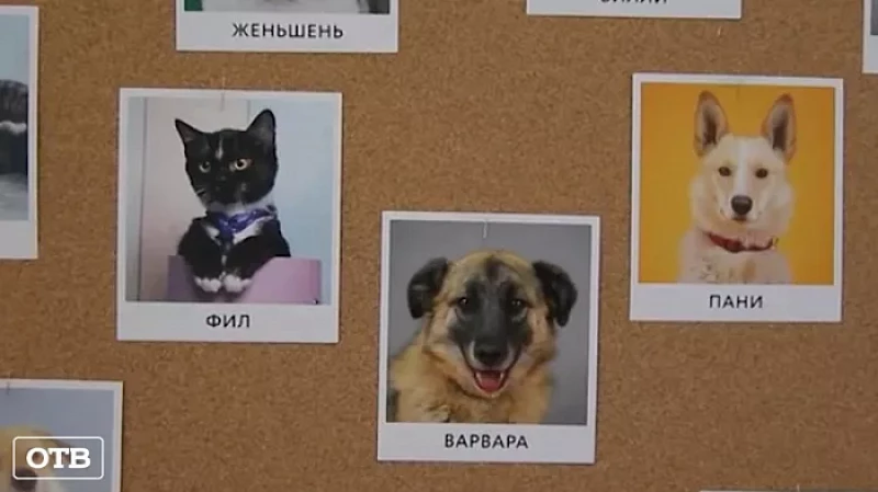 Здоровье питомцев: на Урале открыли бесплатный ветеринарный центр