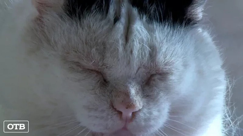 Большая любовь к кошкам обернулась большой бедой для жительницы Красноуральска