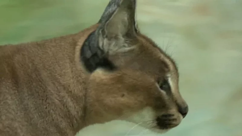 Зоомистером Екатеринбургского зоопарка стал каракал Хьюго