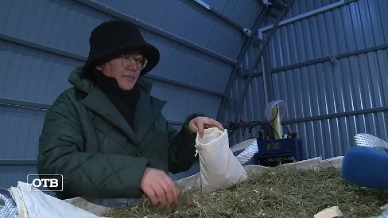 Вторая жизнь елей: экоактивисты изготавливают саше из новогодних деревьев