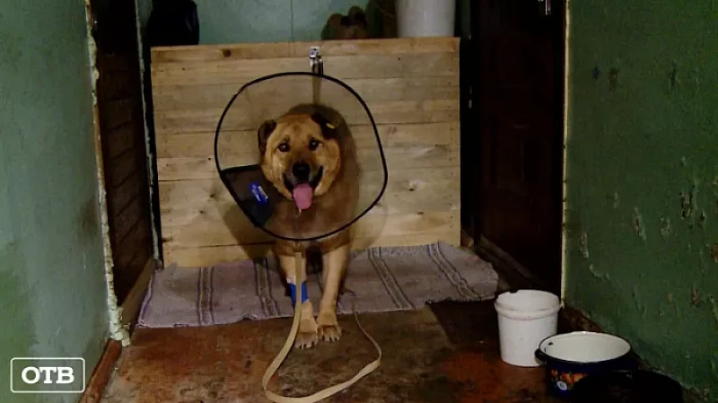 В Кедровом неизвестный порезал ножом собаку