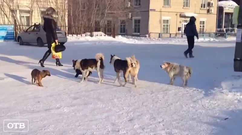 Подъём заболеваемости бешенством среди животных зафиксировали в свердловском департаменте ветеринарии