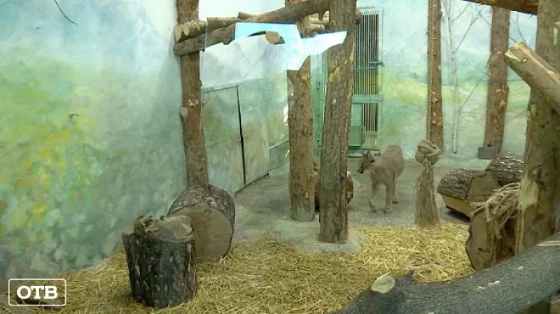 Красавчик Хьюго: молодой каракал поселился в Екатеринбургском зоопарке