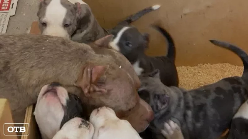 Американская булли, родившая 17 щенят, попала в Книгу рекордов России