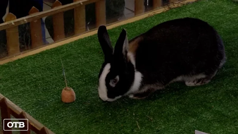 Кролик Вождь предсказал уральцам раннюю весну