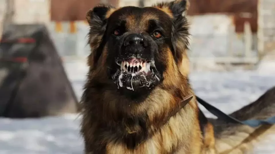 В Екатеринбурге объявлен карантин по бешенству животных