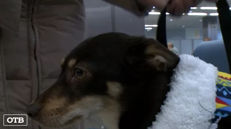 Владельцам животных на заметку: как летать с питомцами и что для этого нужно