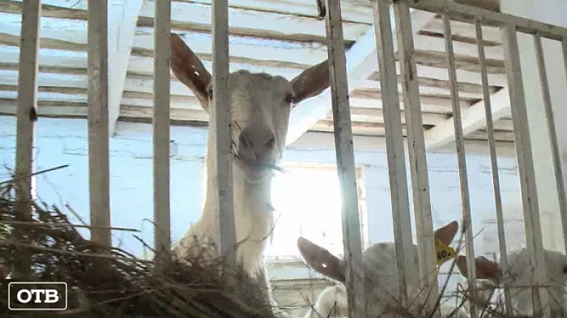 В день сыровара на частной ферме родилось больше 150 козлят