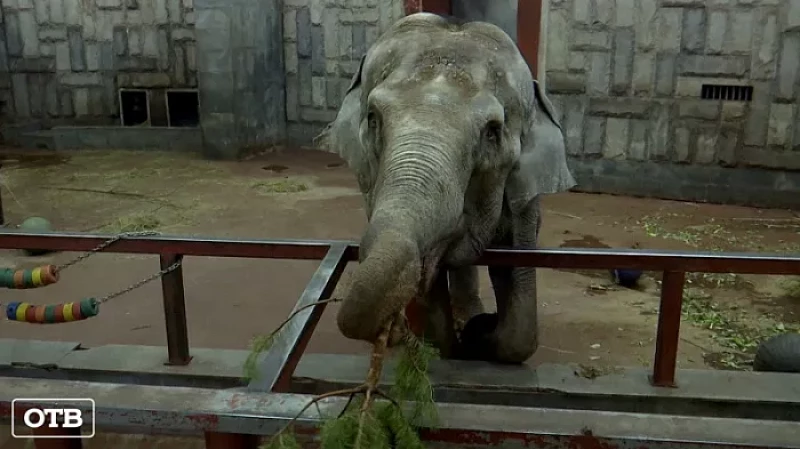 Животным Екатеринбургского зоопарка подарили ёлки, которые не продали на базарах