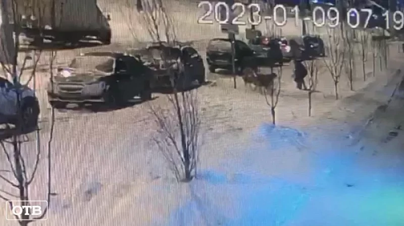 В Екатеринбурге бродячие собаки искусали ребёнка на глазах у матери