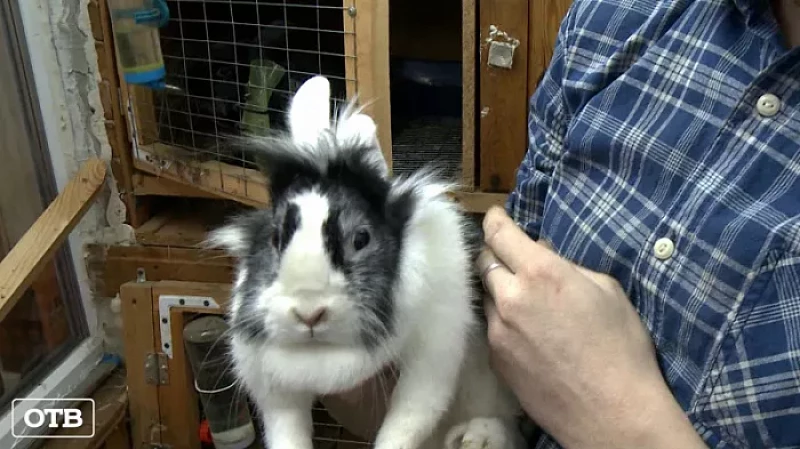 Покупают домой и фотографируются: накануне Нового года на Среднем Урале растёт спрос на кроликов