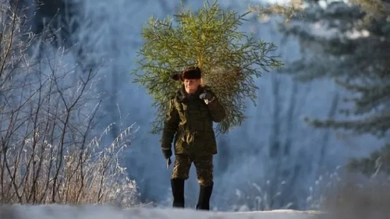 Полмиллиона за новогоднюю ель: на Среднем Урале ловят браконьеров