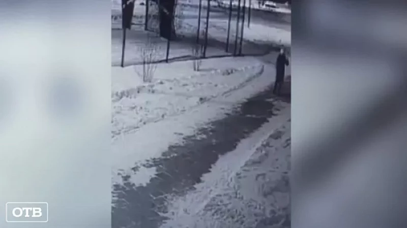 Стая бродячих псов накинулась на жительницу Академического района Екатеринбурга